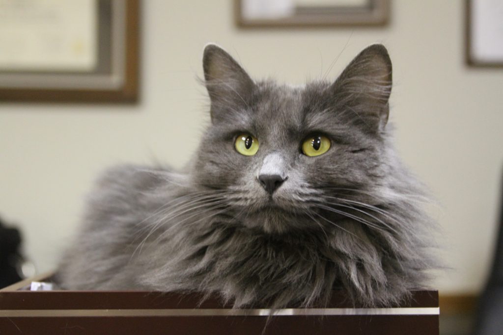 What Breed Is Grace The Therapy Cat Family Psychological